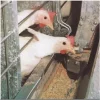 CHICKEN FARM