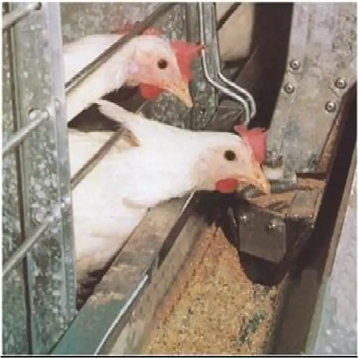 Chicken Farm Chicken Farm