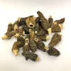MOREL MUSHROOM FARM