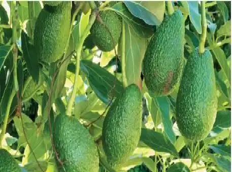 Avocado Oil Extraction Line Avocado Oil Extraction Line Machinery Avocado Oil Extraction Line Avocado Oil Extraction Line Machinery