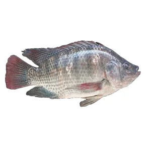 TILAPIA FISH RAS FARM TILAPIA FISH RAS FARM