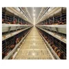 LAYER CAGE AND VENTILATION SYSTEM