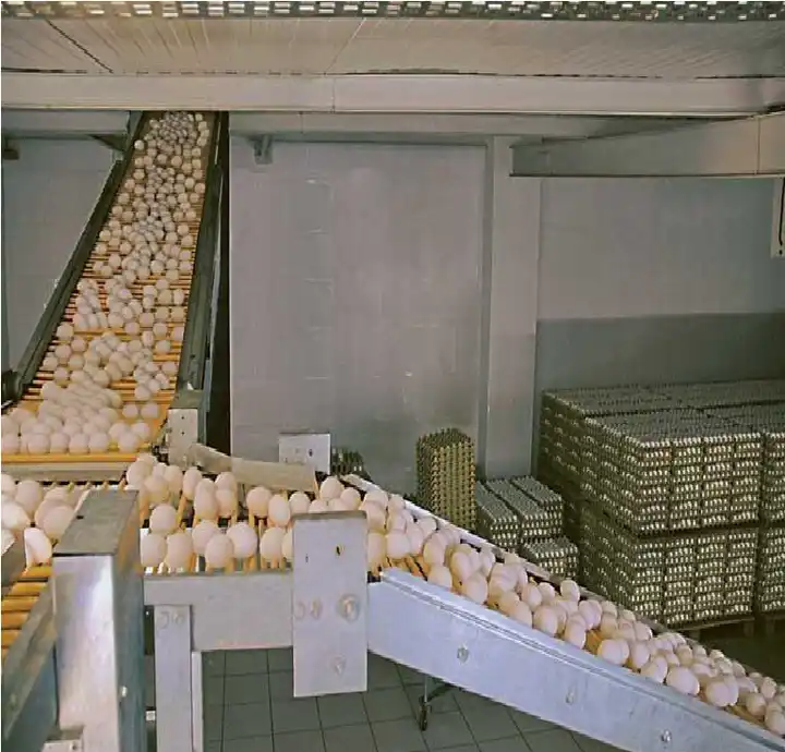 Chicken Farm Chicken Farm