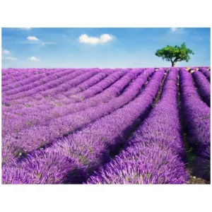 LAVENDER OIL PRODUCTION LINE LAVENDER OIL PRODUCTION LINE